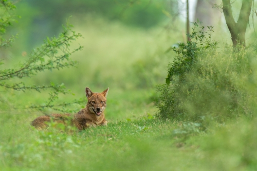 GOLDEN JACKAL IN NATURE'S LAP